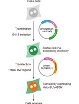 Semi-quantitative Analysis of H4K20me1 Levels in Living Cells Using Mintbody