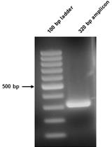 Ultradeep Pyrosequencing of Hepatitis C Virus to Define Evolutionary Phenotypes