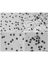Plasma Membrane Preparation from <em>Lilium davidii</em> and <em>Oryza sativa</em>  Mature and Germinated Pollen