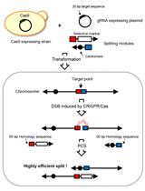 CRISPR-PCS Protocol for Chromosome Splitting and Splitting  Event Detection in Saccharomyces cerevisiae