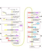 A Method to Convert mRNA into a Guide RNA (gRNA) Library without Requiring Previous Bioinformatics Knowledge of the Organism
