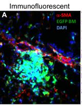 Lung Section Staining and Microscopy