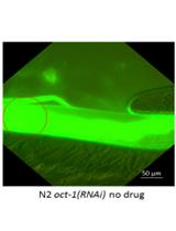 Imaging the Pharynx to Measure the Uptake of Doxorubicin in Caenorhabditis elegans