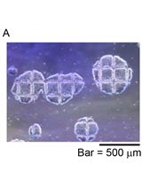 Efficient Production of Functional Human NKT Cells from Induced Pluripotent  Stem Cells − Reprogramming of Human Vα24+iNKT Cells