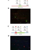 Single-molecule Analysis of DNA Replication Dynamics in Budding Yeast and Human Cells by DNA Combing