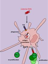 In vitro Antigen-presentation Assay for Self- and Microbial-derived Antigens