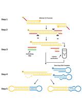 Formation of Minimised Hairpin Template-transcribing  Dumbbell Vectors for Small RNA Expression