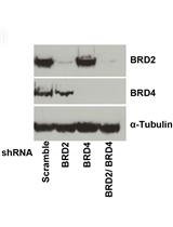 Flow Cytometric Analysis of HIV-1 Transcriptional Activity in Response to shRNA Knockdown in A2 and A72 J-Lat Cell Lines