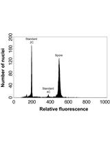 Determining Genome Size from Spores of Seedless Vascular Plants