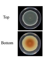 Induction and Quantification of Patulin Production in Penicillium Species