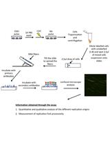 DNA Fiber Assay upon Treatment with Ultraviolet Radiations
