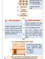 Fluorometric Estimation of Glutathione in Cultured Microglial Cell Lysate