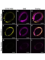 Whole-seed Immunolabeling of Arabidopsis Mucilage Polysaccharides
