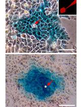Functional Analysis of Connexin Channels in Cultured Cells by  Neurobiotin Injection and Visualization