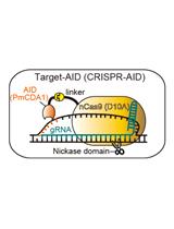 Targeted Nucleotide Substitution in Mammalian Cell by Target-AID