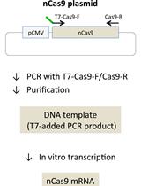 利用化学合成的crRNA/tracrRNA-Cas9 Nick酶及FokI-dCas9产生突变小鼠的实验方法