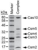 Expression and Purification of the Cas10-Csm Complex from Staphylococci