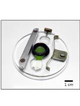 Photometric Assays for Chloroplast Movement Responses to Blue Light