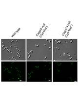 Fluorescently Labelled Aerolysin (FLAER) Labelling of Candida albicans Cells
