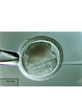 通过直接原核显微注射CRISPR/Cas9质粒载体生成突变株