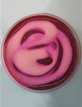 Chromatin Immunoprecipitation Experiments from Whole  Drosophila Embryos or Larval Imaginal Discs