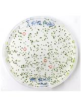 利用CRISPR技术对莱茵衣藻进行DNA-free的基因组编并对产生突变进行分析