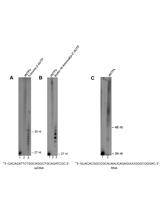 Modification of 3’ Terminal Ends of DNA and RNA Using DNA Polymerase θ Terminal Transferase Activity