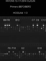 已表达前病毒的HIV-1包膜糖蛋白120 (gp120) 和nef基因的单基因组测序