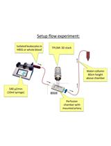 Functional ex-vivo Imaging of Arterial Cellular Recruitment and Lipid Extravasation