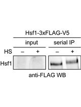 Serial Immunoprecipitation of 3xFLAG/V5-tagged Yeast Proteins to  Identify Specific Interactions with Chaperone Proteins