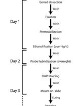 Single-molecule RNA Fluorescence <em>in situ</em> Hybridization (smFISH) in <em>Caenorhabditis elegans</em>