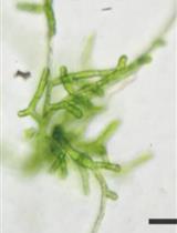 Targeted Mutagenesis Using RNA-guided Endonucleases in Mosses