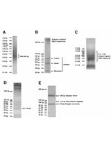 Dense sgRNA Library Construction Using a Molecular Chipper Approach