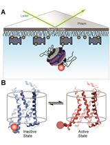 Fluorophore Labeling, Nanodisc Reconstitution and Single-molecule  Observation of a G Protein-coupled Receptor
