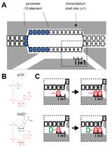 RNA Capping by Transcription Initiation with Non-canonical Initiating Nucleotides (NCINs): Determination of Relative Efficiencies of Transcription Initiation with NCINs and NTPs