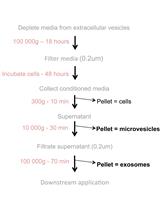 Loading of Extracellular Vesicles with Chemically Stabilized Hydrophobic  siRNAs for the Treatment of Disease in the Central Nervous System