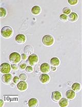 从小球藻Chlorella sorokiniana提取O-乙酰丝氨酸 (硫醇) 裂解酶 (OASTL) 并测定其活性