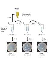 Culturing Bacteria from <em>Caenorhabditis elegans</em> Gut to Assess Colonization Proficiency