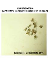 Validating Candidate Congenital Heart Disease Genes in Drosophila