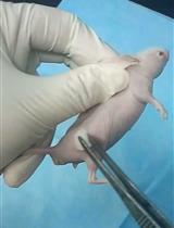 Tumorigenicity Assay in Nude Mice