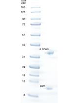 Thermal Stability of Heterotrimeric pMHC Proteins as Determined  by Circular Dichroism Spectroscopy