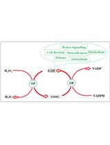 Determination of Reduced and Total Glutathione Content in  Extremophilic Microalga Galdieria phlegrea