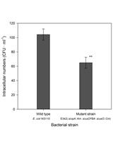 Bacterial Survival in Dictyostelium
