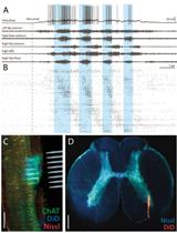 Spinal Cord Preparation from Adult Red-eared Turtles for  Electrophysiological Recordings during Motor Activity