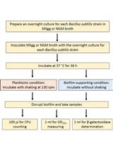 Determination of NO and CSF Levels Produced by Bacillus subtilis