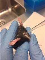 Vaginal HSV-2 Infection and Tissue Analysis