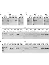 通过CRISPR/Cas9系统在绵羊中进行多重基因编辑