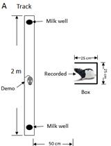 Social Observation Task in a Linear Maze for Rats