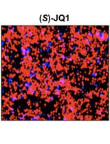 Generation of a Cellular Reporter for Functional BRD4 Inhibition