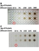 Endpoint or Kinetic Measurement of Hydrogen Sulfide Production Capacity in Tissue Extracts